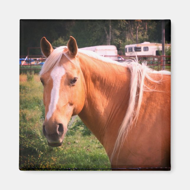 Horse Magnet (Framsidan)