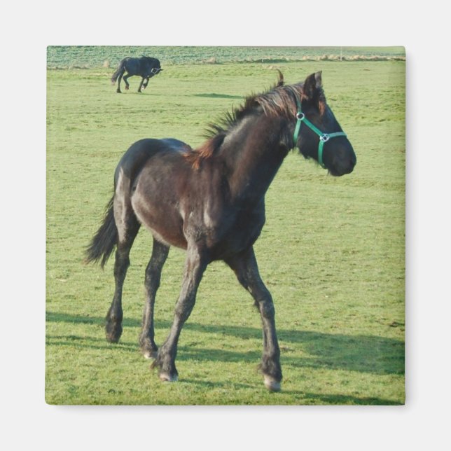 Horse magnet (Framsidan)
