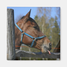 Horse magnet
