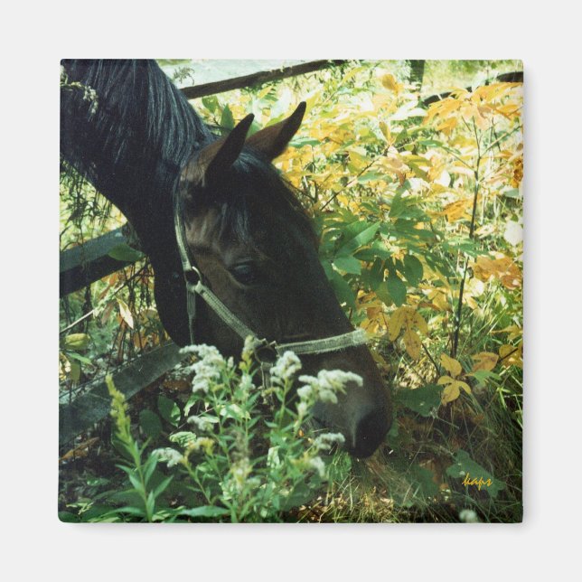 Horse Magnet (Framsidan)