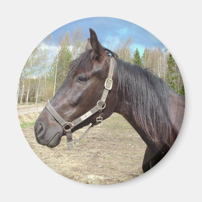 Horse magnet (Framsidan)