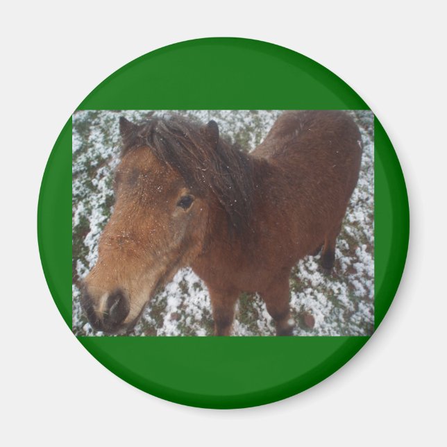 HORSE MAGNET (Framsidan)
