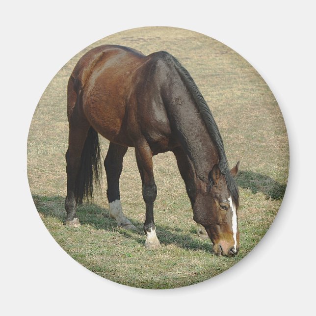 Horse - Magnet (Framsidan)