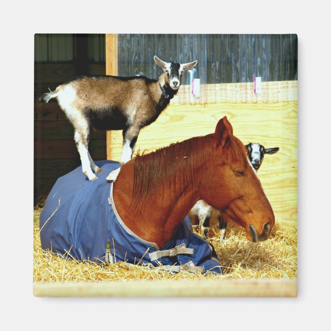 Horse Magnet Goat Magnet Funny Farm Photo (Framsidan)