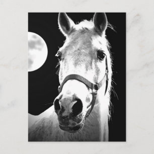 Horse & Måne Vykort