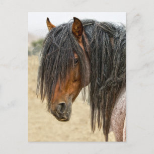 Horse Mane Vykort