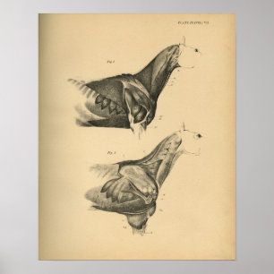 Horse Muscle Anatomy 1908 Vintage Print Poster