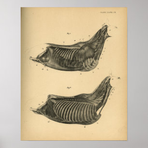 Horse Muscle Anatomy 1908 Vintage Print Poster