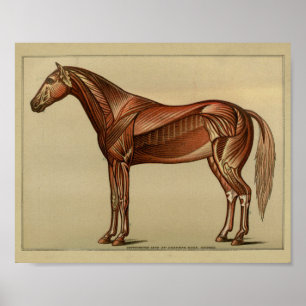 Horse Muscle Anatomy Print Poster