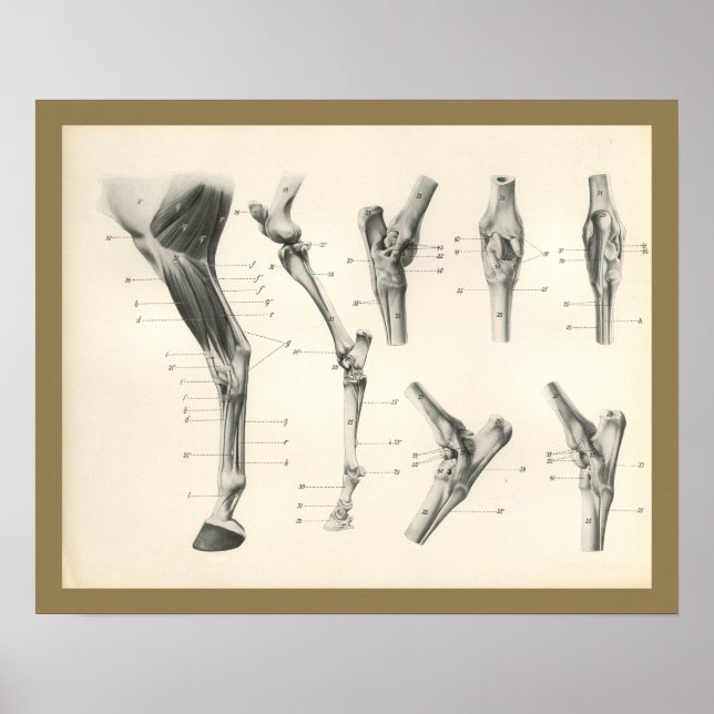 Horse Muscles Leg Bones Joints Anatomy Print Poster (Framsidan)