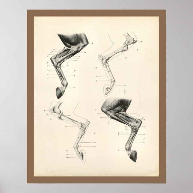 Horse Muscles Leg Bones Veterinary Anatomy Print Poster (Framsidan)