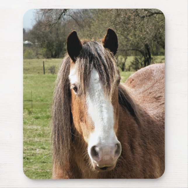 HORSE MUSMATTA (Framsidan)