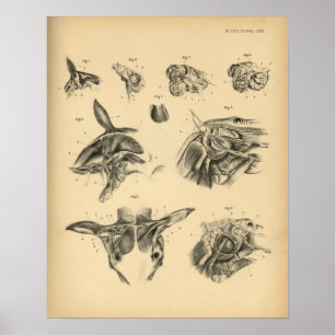 Horse Nacke Muscle Anatomy 1908 Vintage Skriv ut Poster