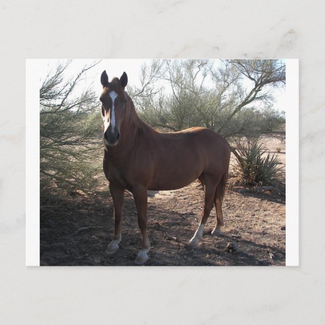 Horse nära motorväg 89 vykort (Framsida)