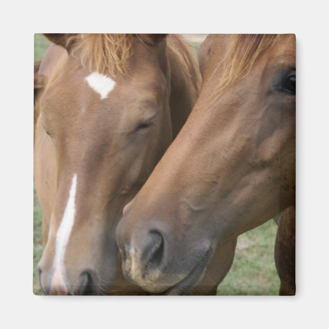Horse Nuzzle Square Magnet (Framsidan)