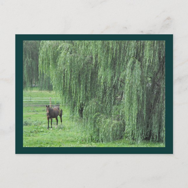 ~ Horse och a Willow ~ Vykort (Framsida)