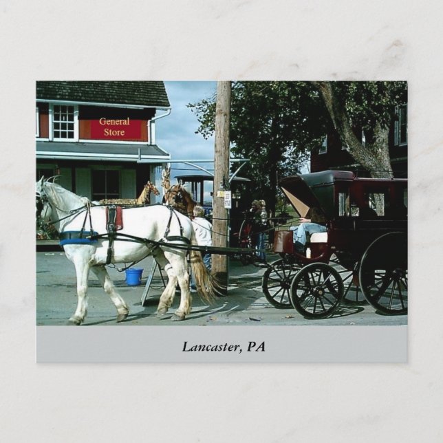 Horse och Buggy Vykort (Framsida)