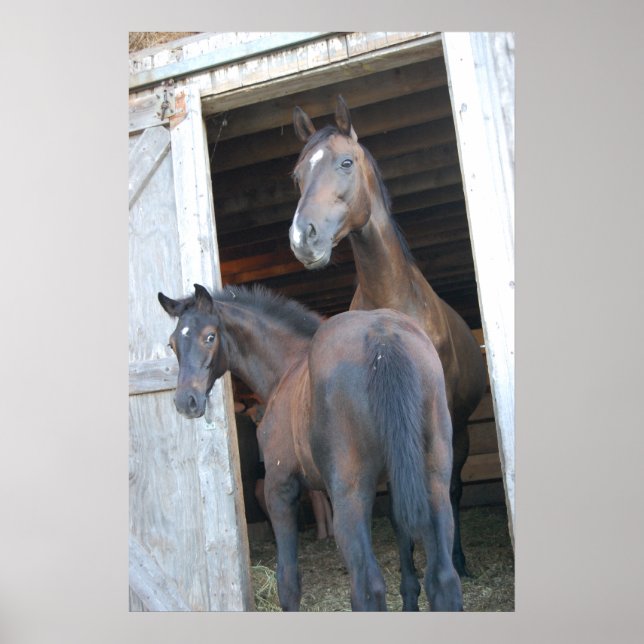 Horse och Pony Poster (Framsidan)