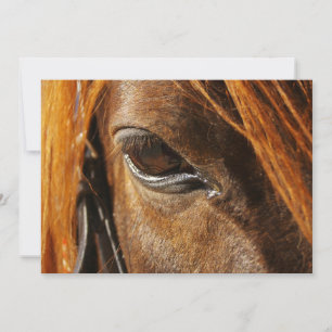 Horse öga