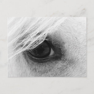 Horse Öga i Black and White Vykort