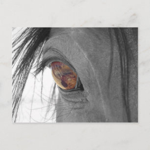 Horse Öga II Vykort