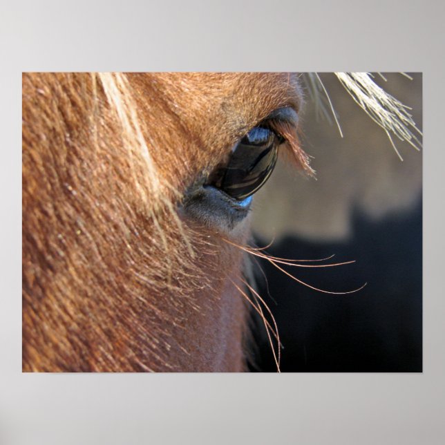 Horse Öga Poster (Framsidan)
