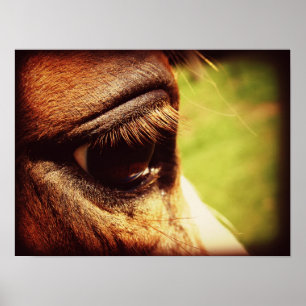 Horse Öga Poster