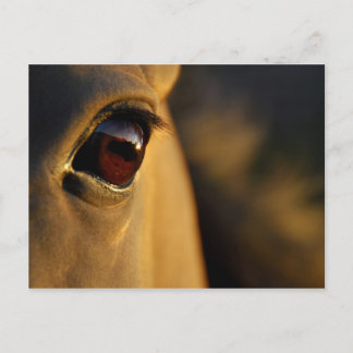Horse öga vid solnedgång vykort