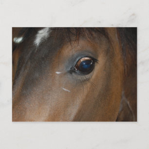 Horse Öga Vykort