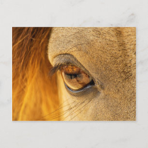 Horse öga vykort