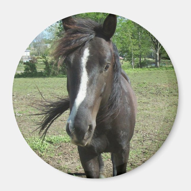 Horse Paint Magnet (Framsidan)