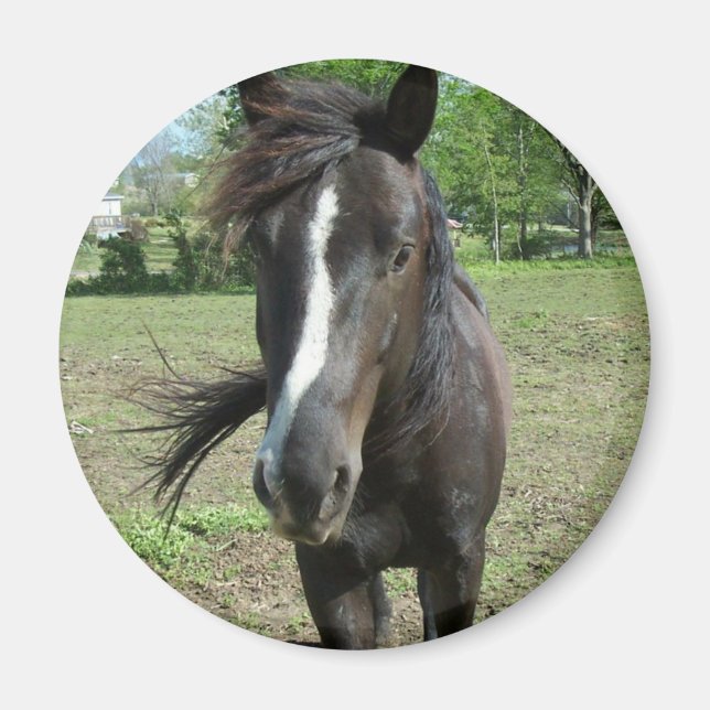 Horse Paint Magnet (Framsidan)