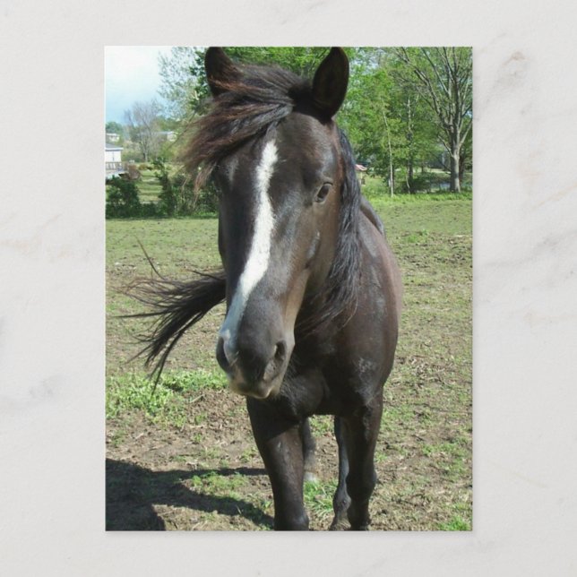 Horse Paint Vykort (Framsida)