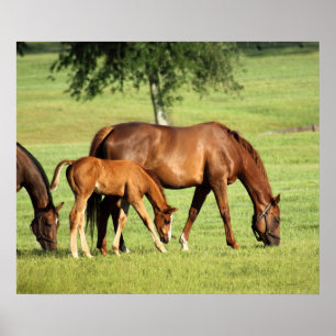 Horse Pastoral Art Print -24x20 -andra storlekar Poster