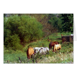 Horse Pasture 2 Hälsningskort