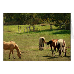 Horse Pasture Hälsningskort