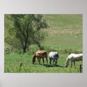 Horse Pasture Poster