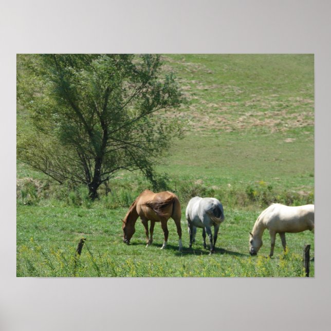 Horse Pasture Poster (Framsidan)