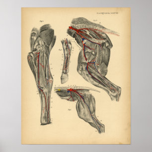 Horse Pelvic Leg Anatomy 1908 Vintage Print Poster