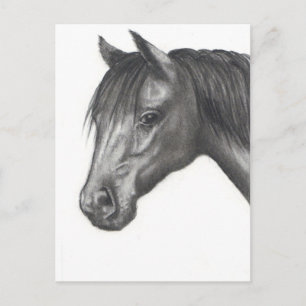 HORSE: PENCIL ART: REALISM VYKORT