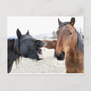 Horse Pesterer Vykort