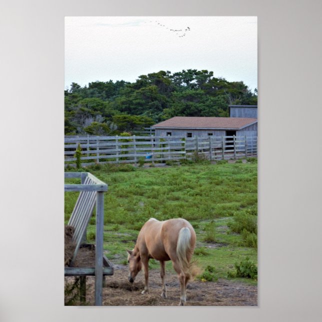 Horse Photo Poster (Framsidan)