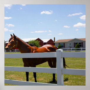 Horse Photo Poster