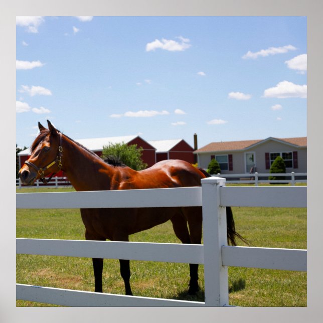 Horse Photo Poster (Framsidan)