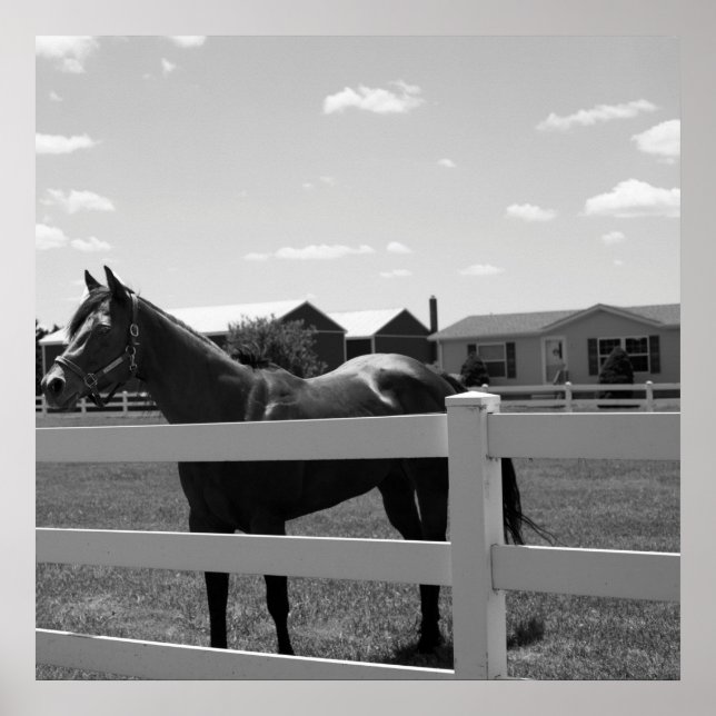 Horse Photo Poster (Framsidan)
