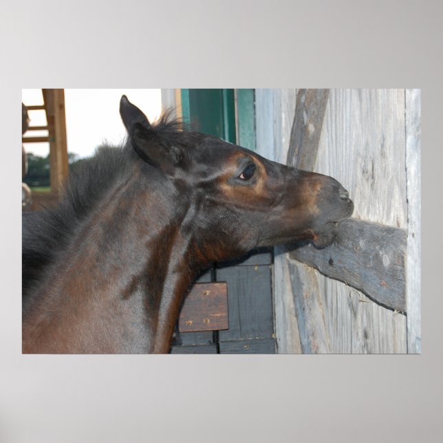 Horse Photo Poster (Framsidan)