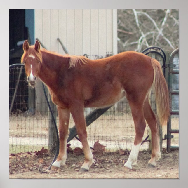 Horse Photo Poster (Framsidan)