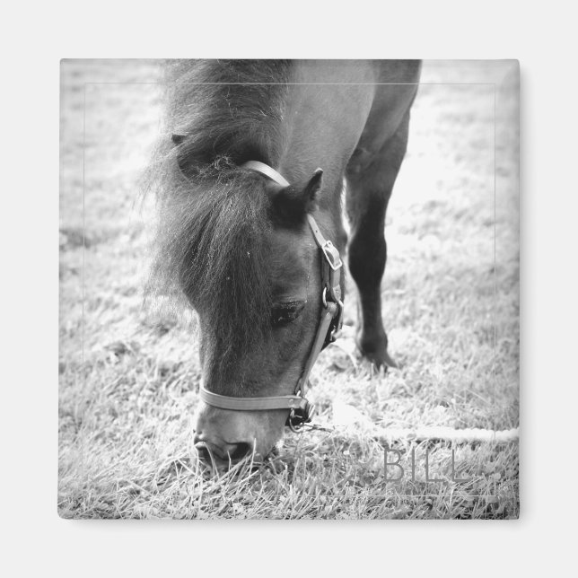 Horse Photo Timless Keepsaké Black White Pet Kärle Magnet (Framsidan)