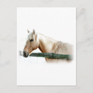 Horse Photo Vykort