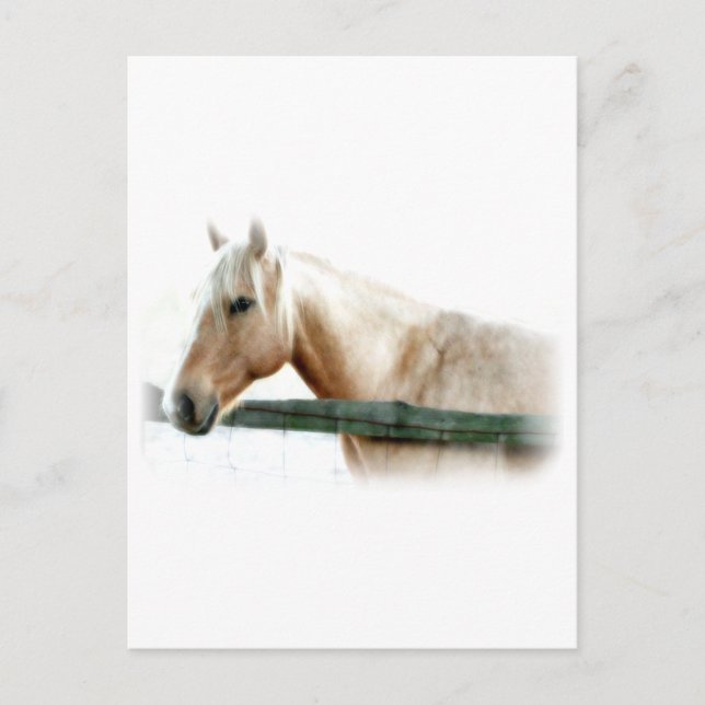 Horse Photo Vykort (Framsida)